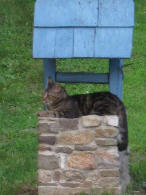 wishingwellcat